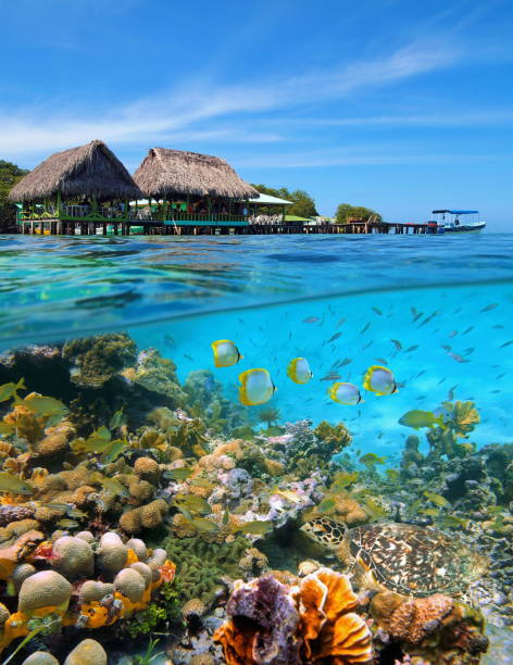 Tropical restaurant and coral reef Caribbean sea A tropical restaurant with thatched huts over the water and a thriving coral reef with fishes and a sea turtle underwater, Caribbean sea, Panama, Central America panama photos stock pictures, royalty-free photos & images