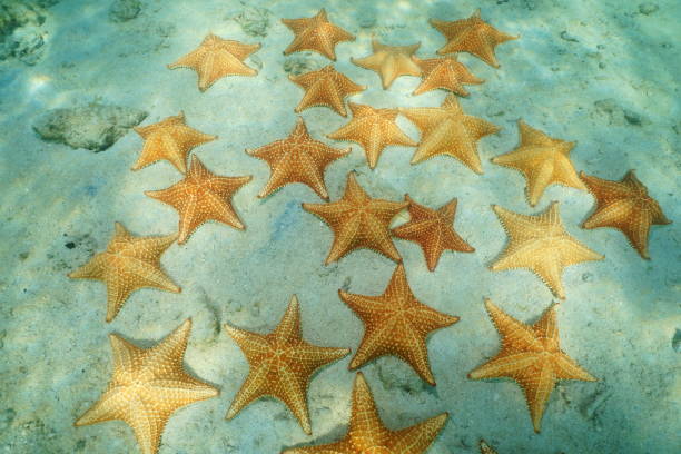 istock Starfishes underwater on seafloor in the Caribbean 923062254