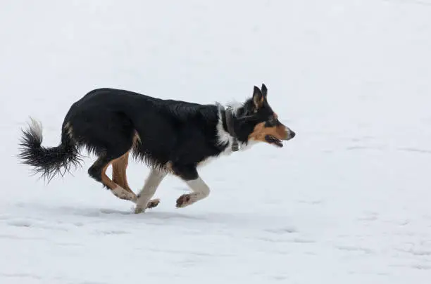 Australian shepherd running in winter