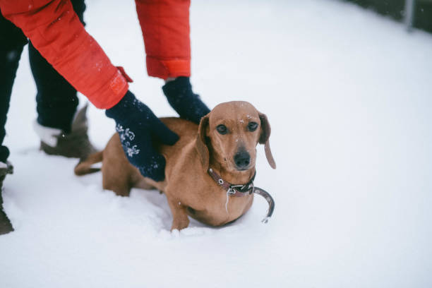 istock Dog Dachshund Runs Playing on Snow in Winter on a Cold 923062870