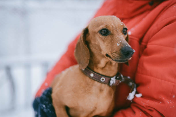 istock Dog Dachshund Runs Playing on Snow in Winter on a Cold 923063008