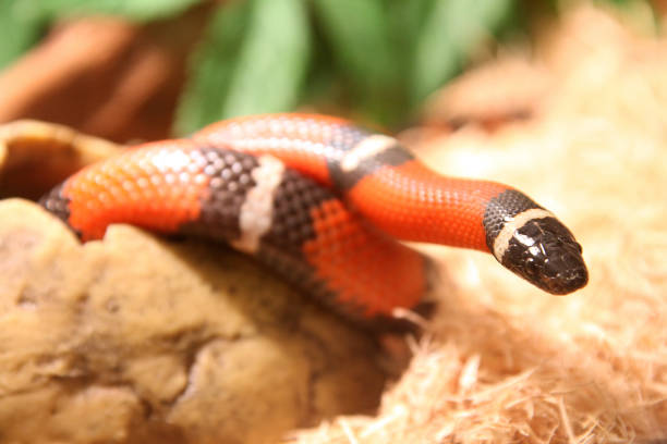 istock snake getting out of a hole 923063028