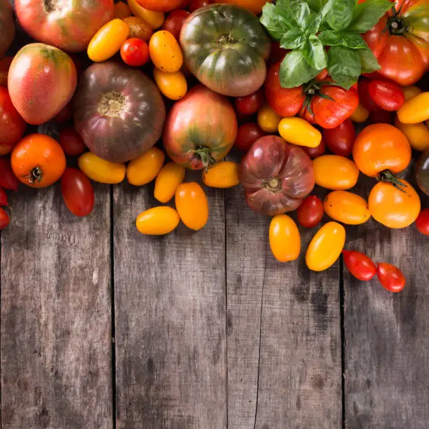 Colorful tomatoes, red , yellow, orange , green,black tomatoes. autumn background. vintage wooden background