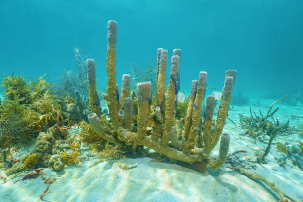 istock Underwater life branching vase sponge 923065394