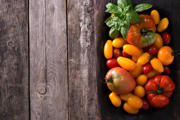 Colorful tomatoes, red , yellow, orange , green,black tomatoes. autumn background. vintage wooden background