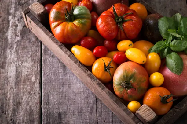 Colorful tomatoes, red , yellow, orange , green,black tomatoes. autumn background. vintage wooden background