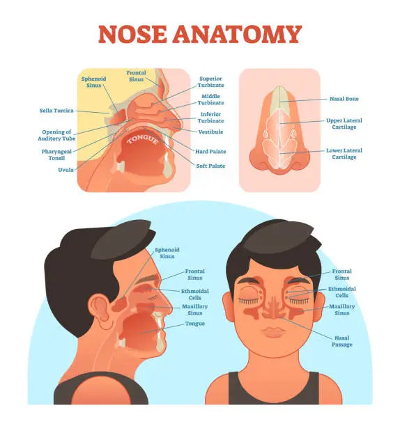Vector illustration of Nose anatomy medical vector illustration diagram.