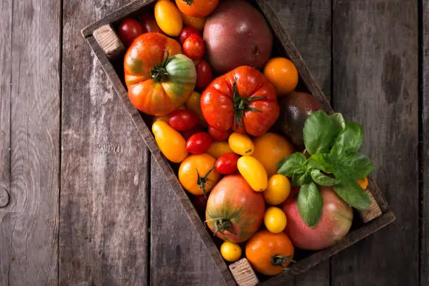 Colorful tomatoes, red , yellow, orange , green,black tomatoes. autumn background. vintage wooden background