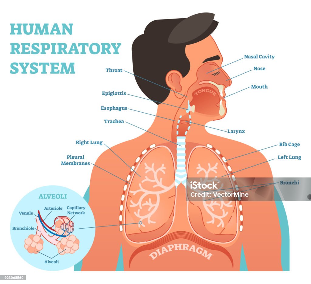 Human Respiratory System anatomical vector illustration, medical education cross section diagram with nasal cavity, throat, lungs and alveoli. Human Respiratory System anatomical vector illustration, medical education cross section diagram with nasal cavity, throat, esophagus, trachea, lungs and alveoli. Respiratory System stock vector