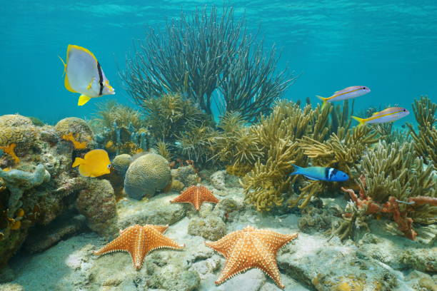 istock Underwater coral reef starfish and tropical fish 923069018