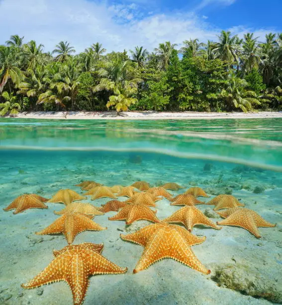 Above and below water surface near the shore of a tropical beach with many sea stars underwater on the ocean floor, Central America, Panama