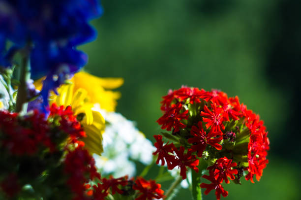 a colorful bouquet of bright spring flowers of various types, close-up