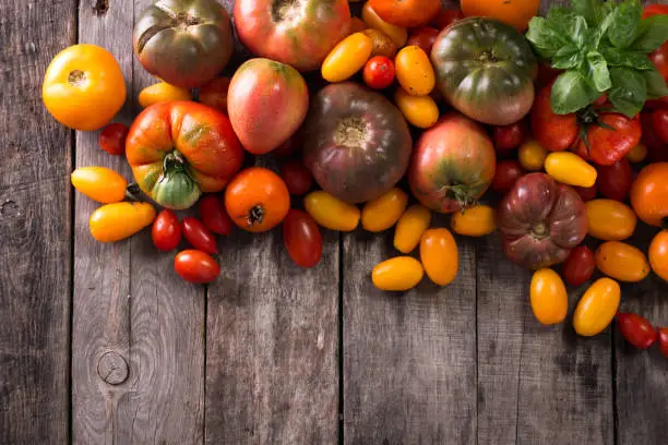 Colorful tomatoes, red , yellow, orange , green,black tomatoes. autumn background. vintage wooden background