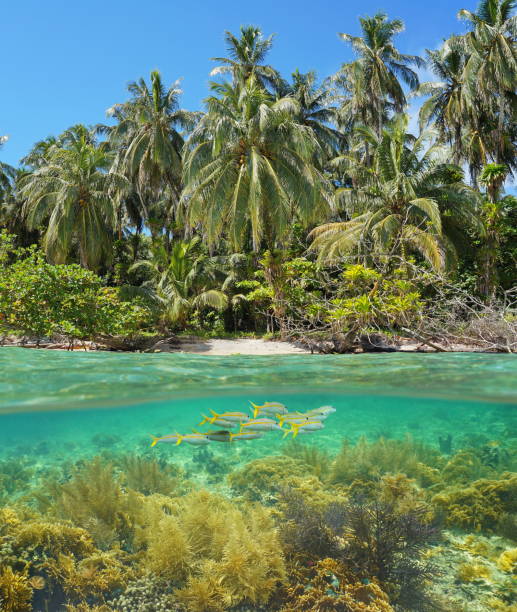 istock Wild beach shore with corals and fish underwater 923071844
