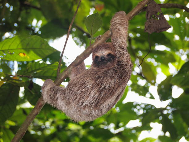 istock Young sloth climbing on a branch in the jungle 923072126