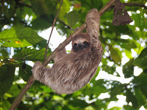 Young brown throated three toed sloth climbing on a branch in the jungle, Panama, Central America