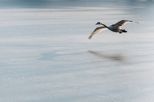 A young grey mute swan flying around over a frozen lake. Also known as Cygnus olor.