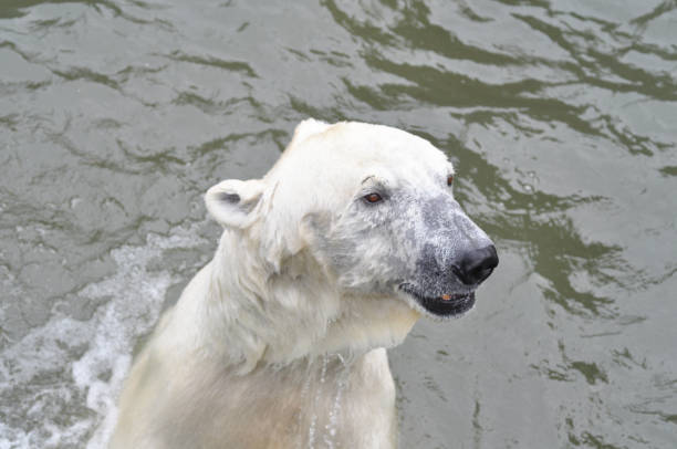 istock A young polar bear is swimming in the water. 923072990