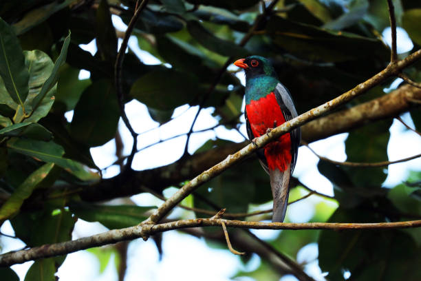 istock Slay-tailed Trogon (Trogon massena) sitting on a branch, Costa Rica 923078960