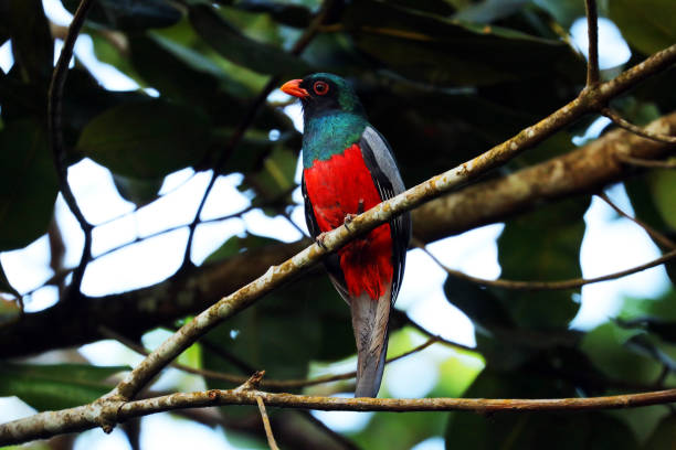 istock Slay-tailed Trogon (Trogon massena) sitting on a branch, Costa Rica 923078966
