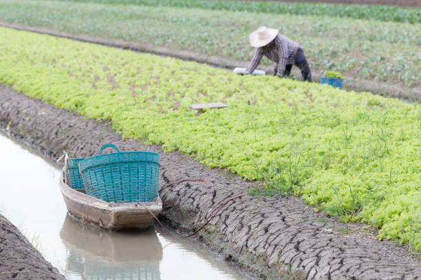istock Farm field agricultural 923078994