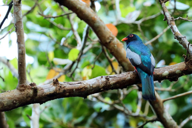 istock Slay-tailed Trogon (Trogon massena) sitting on a branch, Costa Rica 923079066