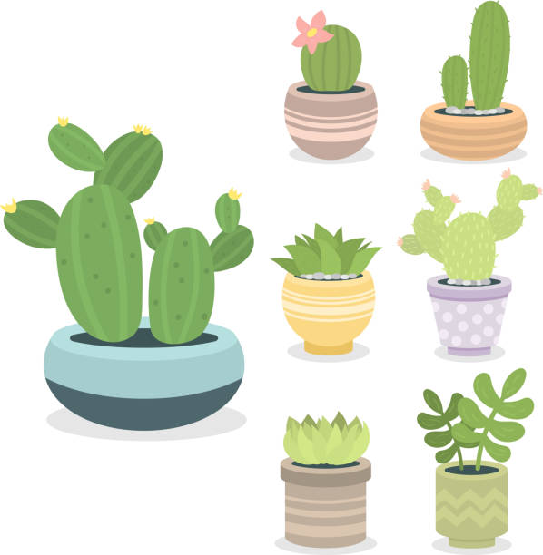 ilustrações de stock, clip art, desenhos animados e ícones de cactus green plant cactaceous home nature cacti vector illustration of tree with flower - cactaceous