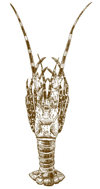 ilustrações, clipart, desenhos animados e ícones de gravura desenho ilustração de lagosta grande - cape rock lobster