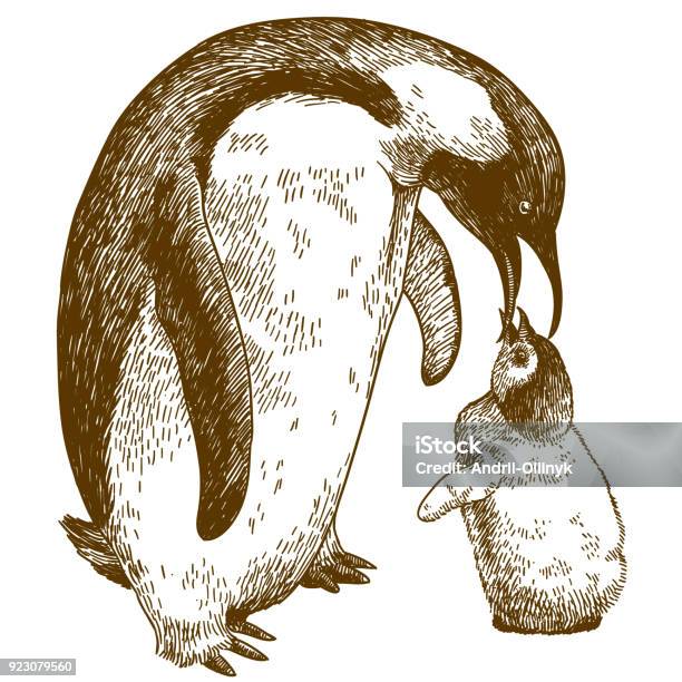 Engraving Drawing Illustration Of Emperor Penguin And Nestling Stock  Illustration - Download Image Now - iStock