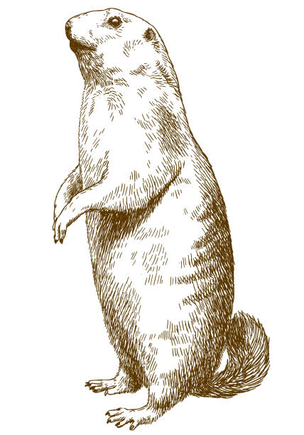 dağ sıçanı oyma çizim çizimi - groundhog stock illustrations