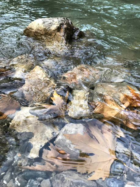 istock The bottom of a clear stream 923079830