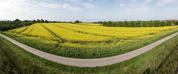 panorama di campo stupri giallo - baumreihe foto e immagini stock