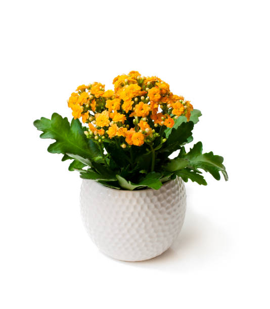 istock Flaming  Katy plant in pot isolated on white background 923085690