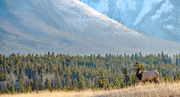 istock Bull elk in Banff National Park in Autumn 923089708