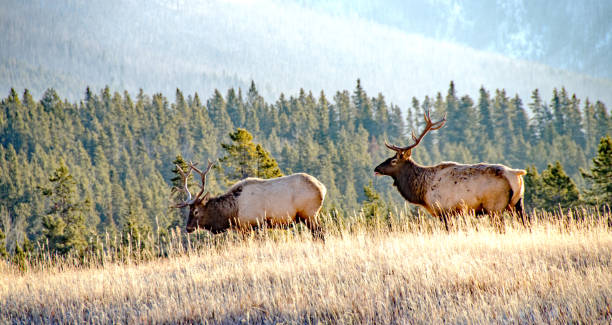 istock Two bull elk in Banff National Park 923089774