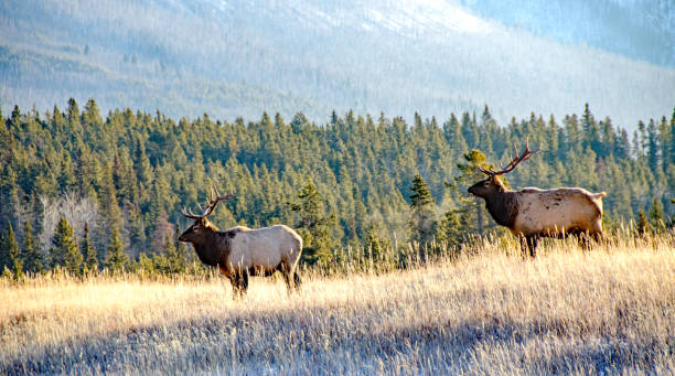 istock Two bull elk in Banff National Park 923089818