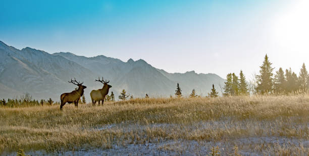 dos alces de bull en el parque nacional banff - ciervo de américa del norte fotografías e imágenes de stock