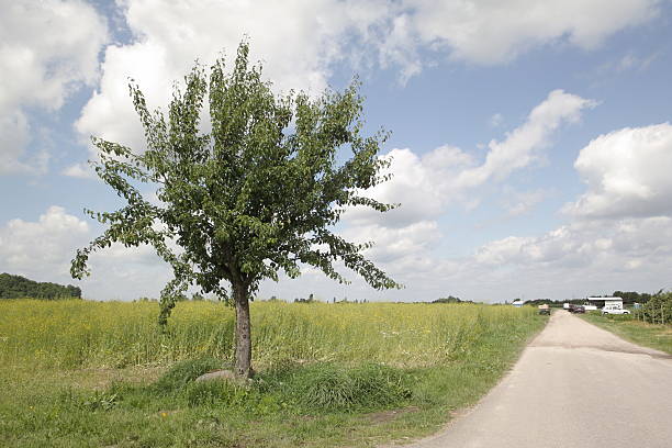 istock lonely tree before field of rape blue sky clouds street 92309196