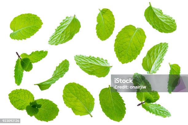 Fly Fresh Raw Mint Leaves Isolated On White Background Stock Photo - Download Image Now