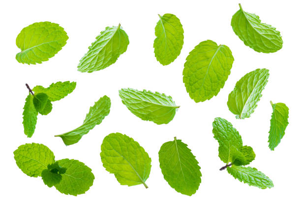 fly fresh raw mint leaves isolated on white background - mint imagens e fotografias de stock