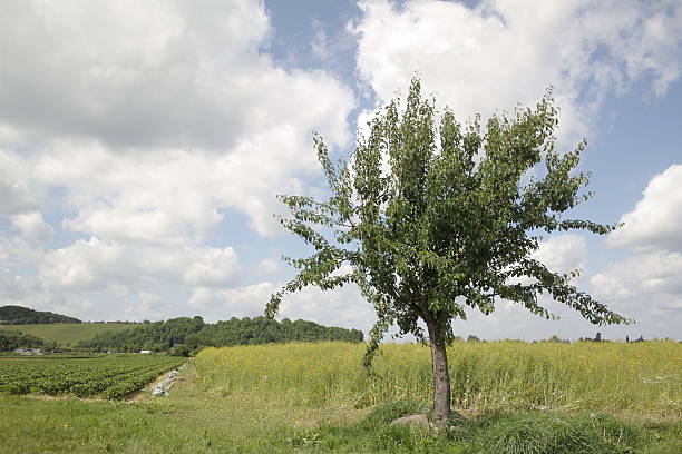 istock lonly tree with field of strawberrys and rape acre 92309240