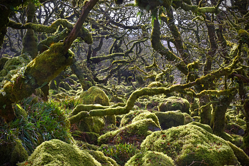 Wistman's Wood on Dartmoor in Devon England. Oak trees grown amongst granite boulders creating a magical moss covered woodland