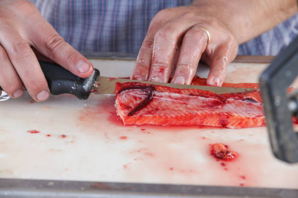 A fisherman filleting a freshly caught Kokanee Salmon at Blue Mesa Reservoir, Colorado, USA.