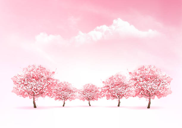 ilustrações, clipart, desenhos animados e ícones de fundo de natureza primavera com uma árvore de sakura rosa florescendo. vector. - magnolia white pink blossom