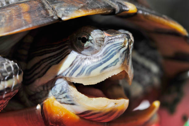 istock Portrait of the Red-Eared Slider 923104356