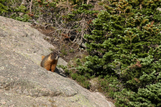 istock Yellow Bellied Marmot 923107292
