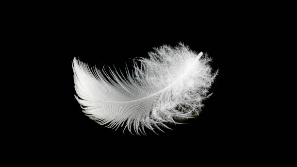 Close up white bird feather,soft and sooth feather for comfortable bed concept. Close up white bird feather,soft and sooth feather for comfortable bed concept. sooth stock pictures, royalty-free photos & images