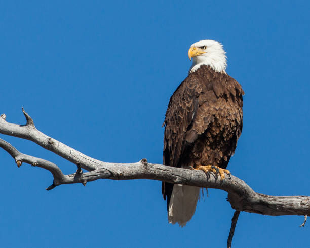 águila calva en un árbol en extremidad - bald eagle fotografías e imágenes de stock