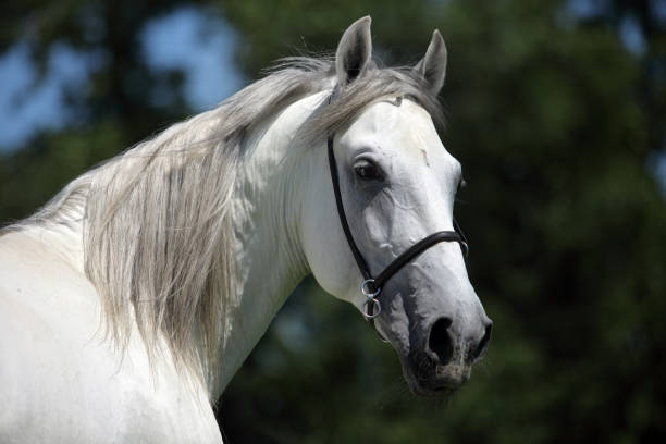 istock Andalusian horse, white horse 923111182