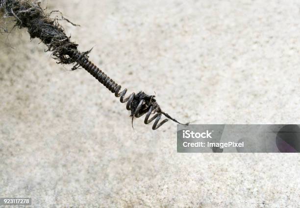 Plumber Drain Cable Wire Snake Stock Photo - Download Image Now - Plumber,  Sewer, Snake - iStock